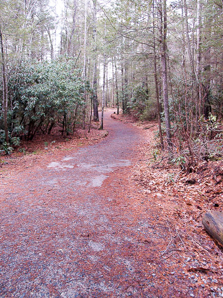 Hiking Trail in Pisgah Forest. 